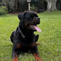 Rottweiler x monta