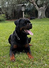 Rottweiler x monta