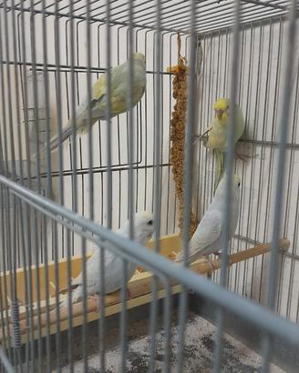 Cocorite