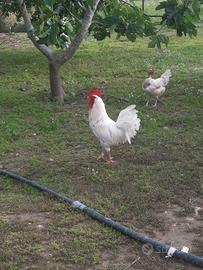 Gallo livornese