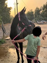 Pony femmina