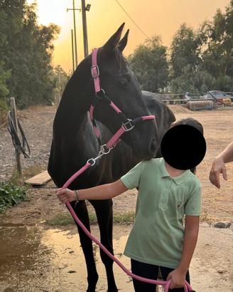 Pony femmina