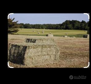Fieno e paglia