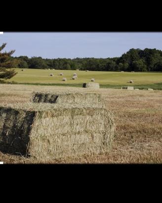 Fieno e paglia