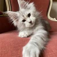 Cuccioli Maine Coon con Pedigree