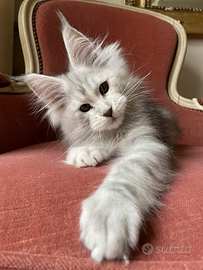 Cuccioli Maine Coon con Pedigree
