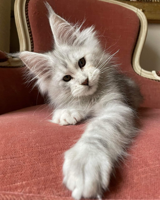Cuccioli Maine Coon con Pedigree