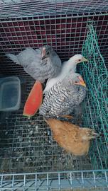 Gallo