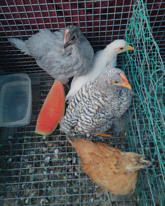 Gallo