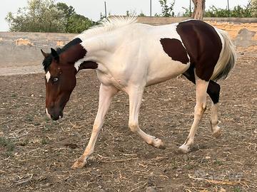 Cavalli puledro tricolor maschio