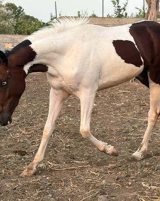 Cavalli puledro tricolor maschio