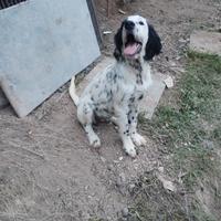 Setter inglese 4 mesi