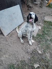 Setter inglese 4 mesi