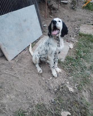 Setter inglese 4 mesi