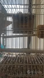 Coppia di passeri del Giappone con uova