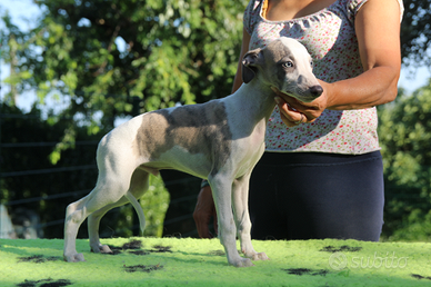 Whippet