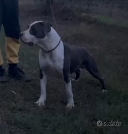 Maschio di Amstaff Blue per Monta ( Accoppiamento)