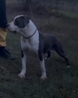 Maschio di Amstaff Blue per Monta ( Accoppiamento)