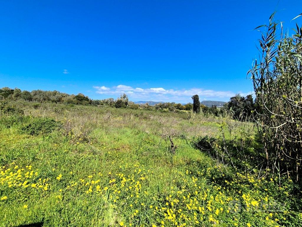 Terreno con pozzo, ulivi e piante da frutto - Vista 4