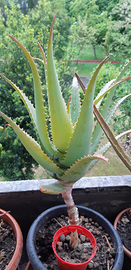Aloe