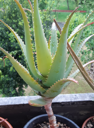 Aloe