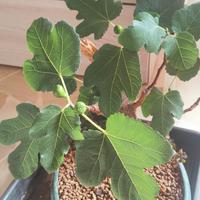 Bonsai Ficus Carica 