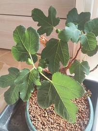 Bonsai Ficus Carica 