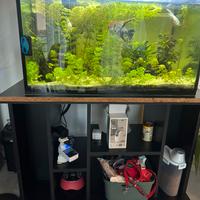 Acquario 200l