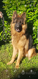 Pastore tedesco a pelo lungo