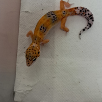 Geco leopardino