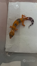 Geco leopardino