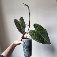 philodendro splendid 🌱