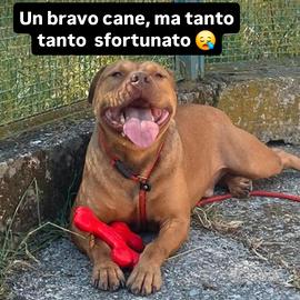 Splendido cucciolone sfortunato