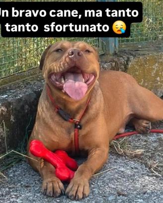 Splendido cucciolone sfortunato