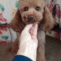 Barbone nano