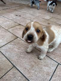 Cuccioli di cane