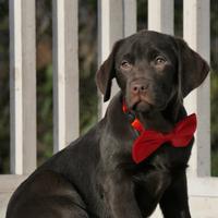 Cuccioli di labrador cioccolato con pedigree