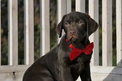 Cuccioli di labrador cioccolato con pedigree