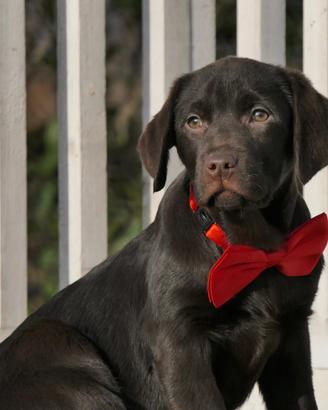 Cuccioli di labrador cioccolato con pedigree