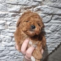 Cucciolo barboncino toy red