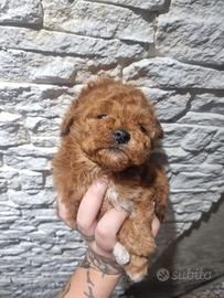 Cucciolo barboncino toy red