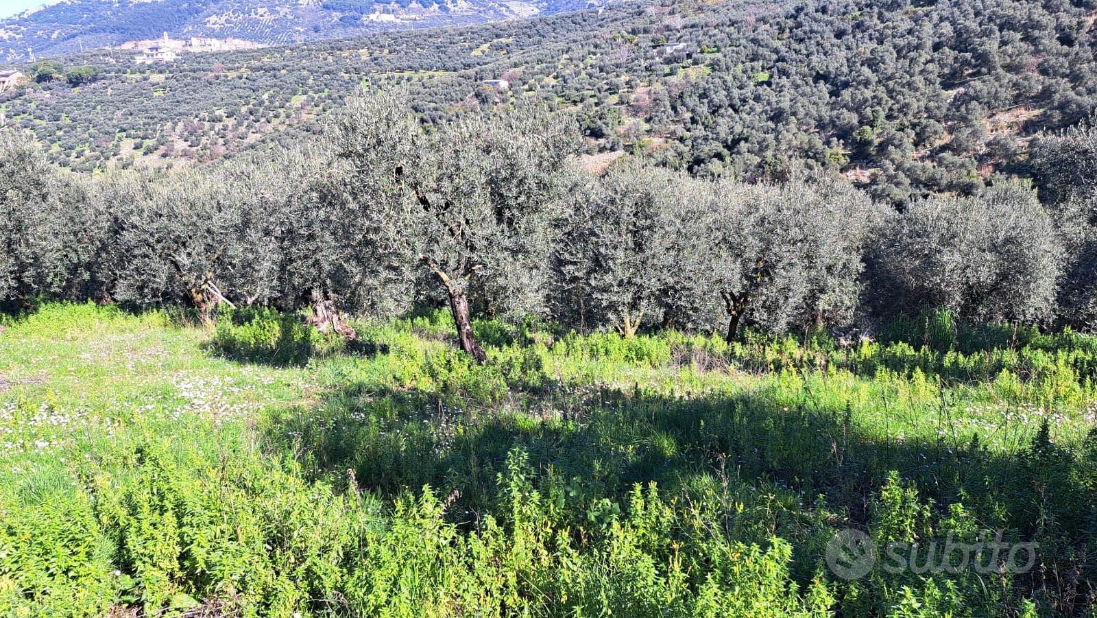 Terreno agricolo - Vista 5