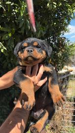 Cucciola Rottweiler pedigree ENCI