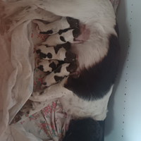 Cuccioli springer spaniel