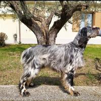 Setter Inglese cuccioli