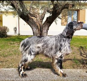 Setter Inglese cuccioli