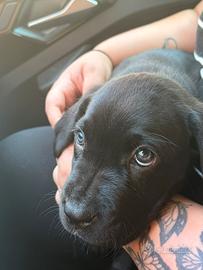 Cuccioli cane corso