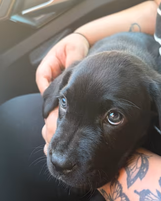 Cuccioli cane corso
