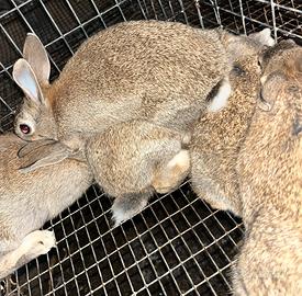 Conigli selvatici