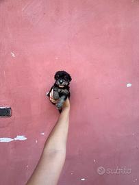 Maltipoo mini toy